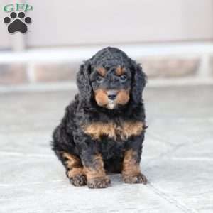 Reese, Cavapoo Puppy